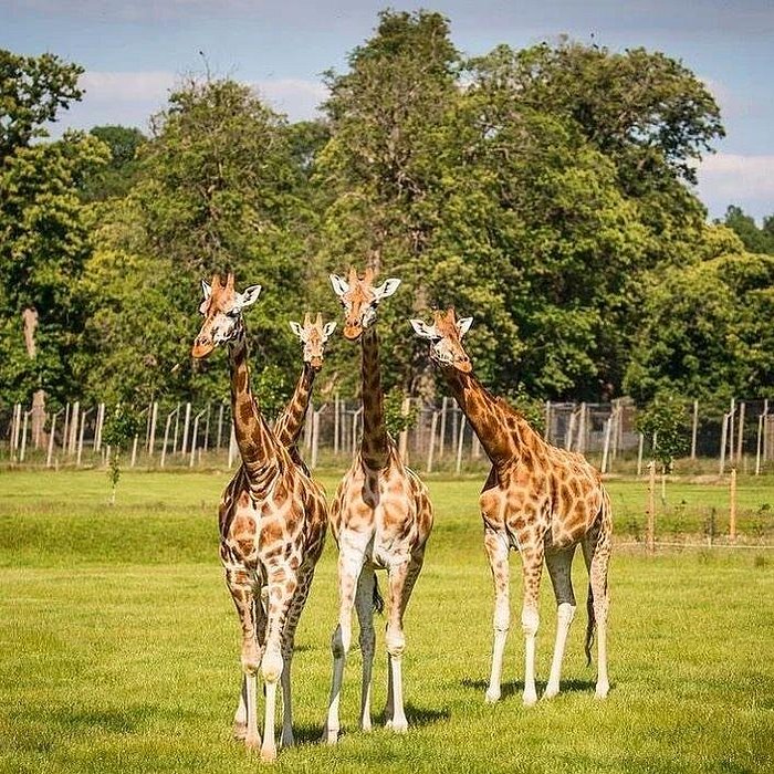 Giraffe center