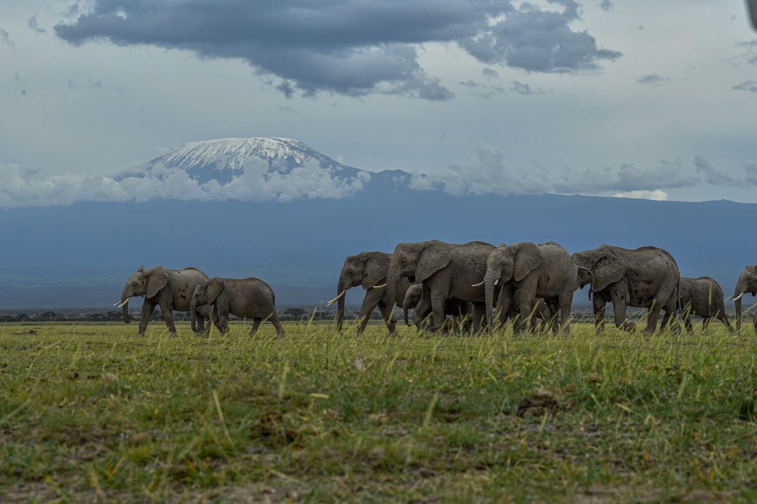 amboseli 2 (1)